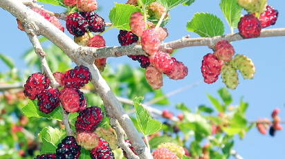 Посадка и уход за шелковицей от А до Я