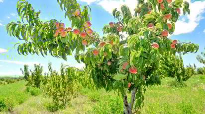 Посадка персика: все секреты и нюансы