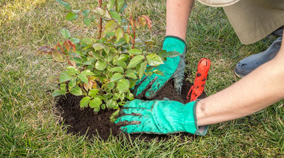 Посадка роз осенью: оптимальные сроки, пошаговая инструкция