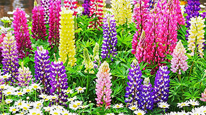 Посів багаторічних рослин, які потребують стратифікації: підготовка до сезону розсади