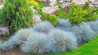 Правила вирощування вівсяниці з насіння