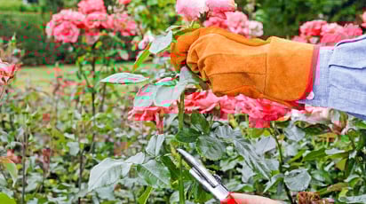 Головні секрети для правильної обрізки троянд