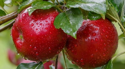 Переваги щеплення на яблуні в певний бік