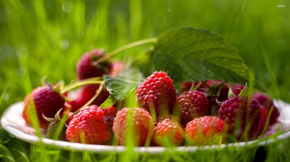 Преимущества высадки ремонтантной малины весной