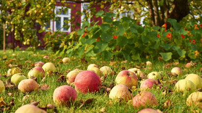 Что нужно сделать в саду осенью после уборки урожая