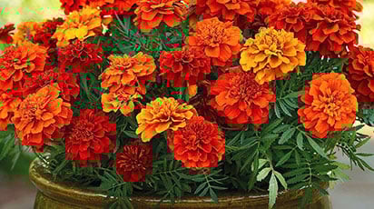 7 найбільш популярних квітів для посушливого саду