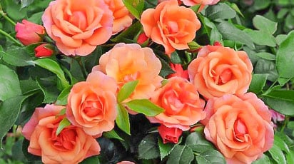 Пышноцветущие розы: ТОП-7 лучших сортов