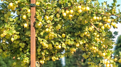 Смородина и крыжовник на штамбе: формировать или нет?