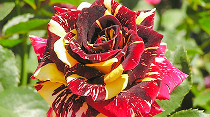 Виды и сорта роз: фото, названия, описание цветов какие бывают виды роз