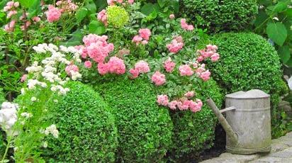 Что посадить рядом с розами: идеи для красивого дизайна