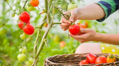 Томаты – от посева на рассаду до высадки в открытый грунт