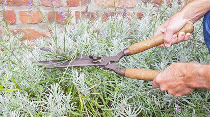 Топ 5 ефективних кроків для успішної зимівлі лаванди - GradinaMax Топ 5 ефективних кроків для успішної зимівлі лаванди