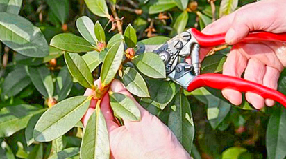 Рододендрон на зиму - п'ять кроків на шляху до порятунку - GradinaMax Рододендрон на зиму - п'ять кроків на шляху до порятунку