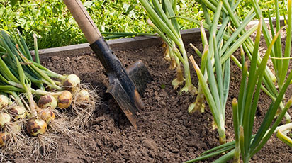 ТОП-7 эффективных советов хорошего урожая лука - GradinaMax ТОП-7 эффективных советов хорошего урожая лука