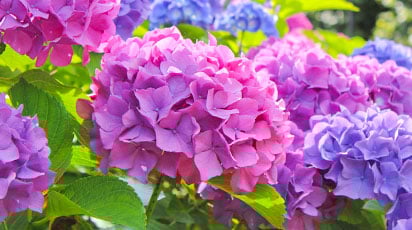 ТОП-7 найпопулярніших гортензій в цьому році