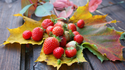 Як доглядати за насадженнями полуниці восени