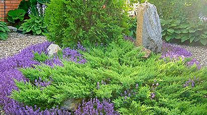 Догляд за ялівцем у перший рік життя - GradinaMax Догляд за ялівцем у перший рік життя