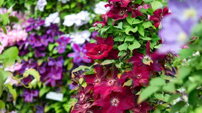 Укриття клематисів на зиму: терміни і правила