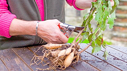 Як зберігати бульби жоржин так, щоб вони не померзли до весни - GradinaMax Як зберігати бульби жоржин так, щоб вони не померзли до весни