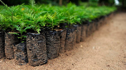 Упаковка саженцев в магазине GradinaMax