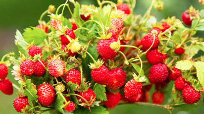 Врожайне підвіконня: як виростити полуницю в кімнаті і на балконі - GradinaMax Врожайне підвіконня: як виростити полуницю в кімнаті і на балконі