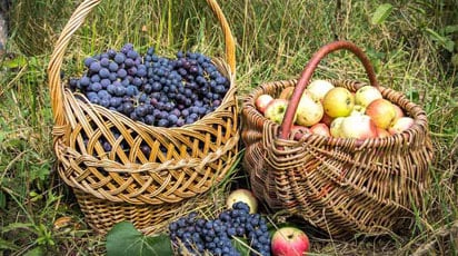 В гостях у покупця: урожайний сад Валентини Курганської - GradinaMax В гостях у покупця: урожайний сад Валентини Курганської