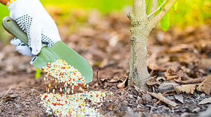 Весенняя подкормка плодовых деревьев и кустарников – памятка для садовода