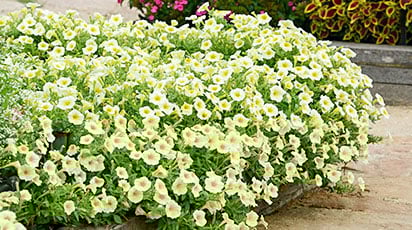 Види петуній за формою куща - переваги ампельних, кущових та каскадних сортів