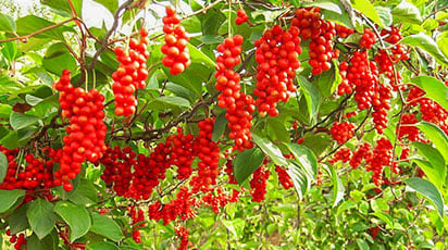 В'юнкі рослини для паркану, альтанок і стін — обираємо серед однорічників