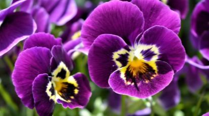 Вирощуємо віолу з насіння