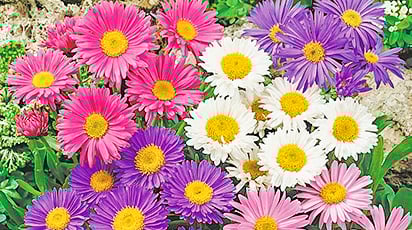 Як правильно вирощувати айстри – поради фахівців