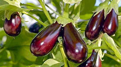 Выращивание баклажанов в Украине – секреты богатого урожая