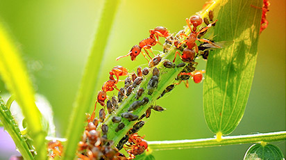 Виводимо тлю на культурах: 25 найкращих способів - GradinaMax Виводимо тлю на культурах: 25 найкращих способів