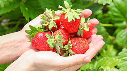 Клубника фриго: как выбрать, сохранить и посадить рассаду