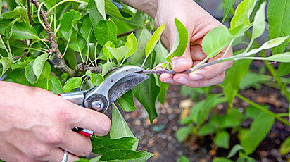 Золоті правила осінньої обрізки плодових дерев - GradinaMax Золоті правила осінньої обрізки плодових дерев