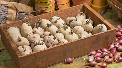 Для чого потрібна обробка картоплі перед посадкою і як її робити - GradinaMax Для чого потрібна обробка картоплі перед посадкою і як її робити