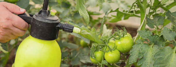 Уход за томатами в июне: что нужно сделать в первую очередь - GradinaMax Уход за томатами в июне: что нужно сделать в первую очередь