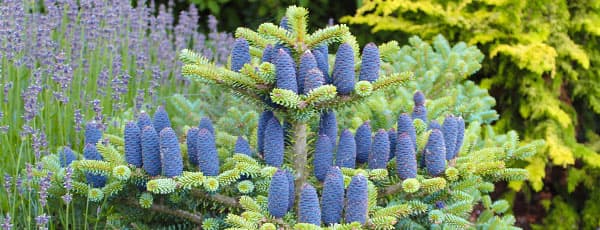 Хвойні рослини у тренді – 10 хітів сезону - GradinaMax Хвойні рослини у тренді – 10 хітів сезону