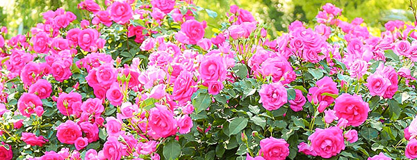 Календарь ухода за розами по месяцам