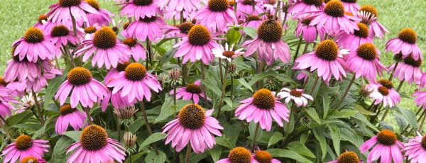 Красота и целебные свойства эхинацеи: инструкция по выращиванию чудо-цветка