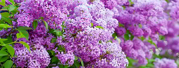 Квітучий травень: що потрібно зробити в квітнику і на клумбах