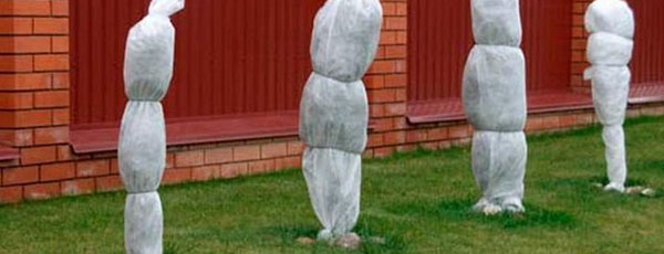 Лайфхаки від агронома: як зберегти саджанці до весни - GradinaMax Лайфхаки від агронома: як зберегти саджанці до весни