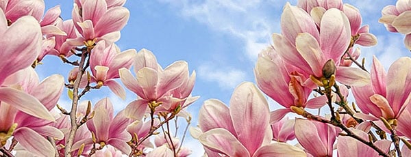 Магнолія в саду: секрети вирощування екзотичної красуні