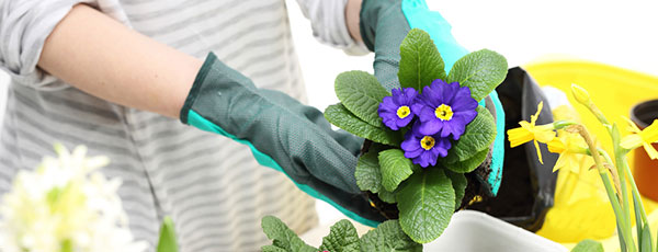 Метод перевалки - безпечний спосіб пересадки рослин - GradinaMax Метод перевалки - безпечний спосіб пересадки рослин