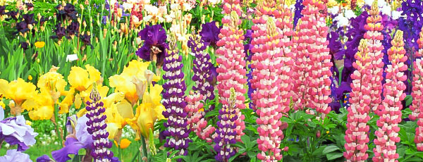 Перетримка багаторічників: як зберегти рослини до посадки - GradinaMax Перетримка багаторічників: як зберегти рослини до посадки