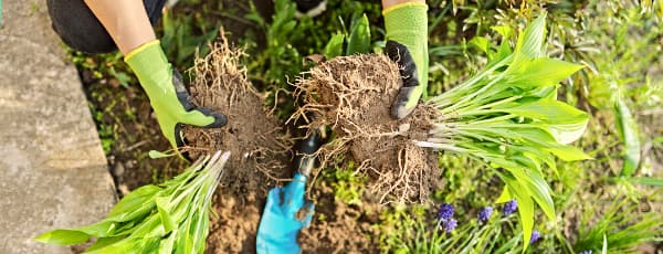 План робіт у саду та городі на квітень