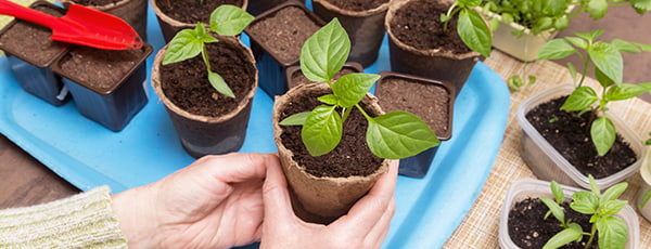 Посіви в березні: список овочів, квітів і пряних трав