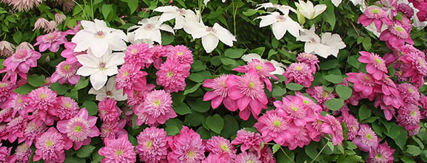 Правильна обрізка клематісів – основа їх успішного вирощування - GradinaMax Правильна обрізка клематісів – основа їх успішного вирощування