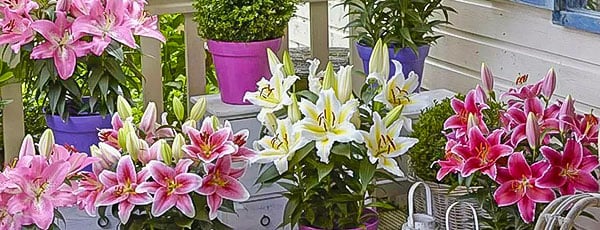 Правильна посадка лілій навесні: щоб цвіли і тішили