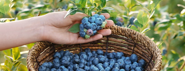 Капризная голубика: как посадить, чтобы прижилась